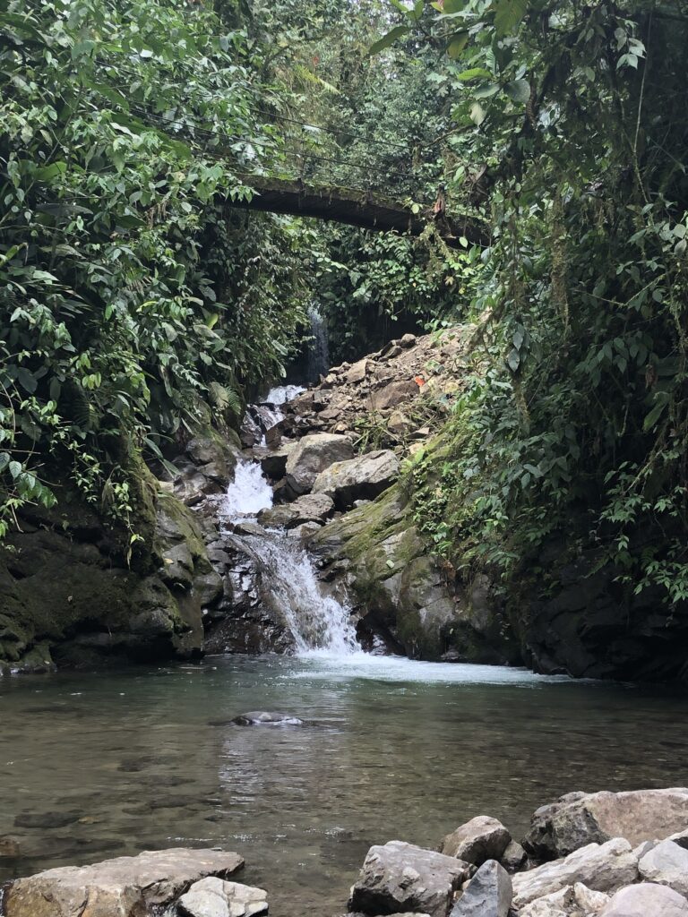 In der Mitte des Bildes fließt ein kleiner Bach zwischen Felsen in einen See. Der Bach ist von grünen Pflanzen umgeben, die an einen Dschungel erinnern