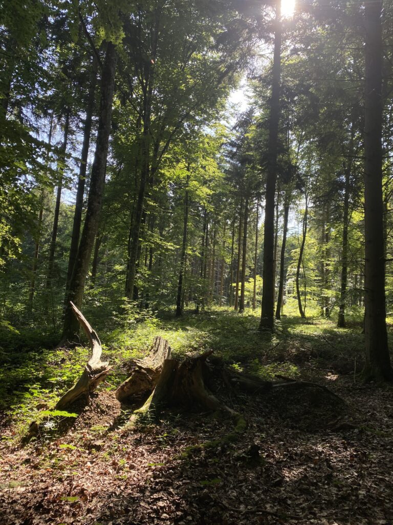 Ein Ausschnitt eines Waldes, in den die Sonne scheint. In der linken unteren Ecke ist der Waldboden zu sehen, auf dem eine große Wurzel eines umgestürzten Baumes zu sehen ist.