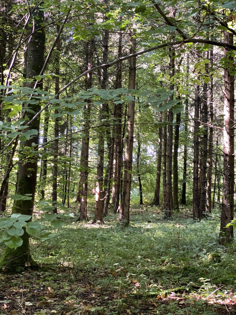 Ein Wald mit hohen Bäumen und grünem Gras