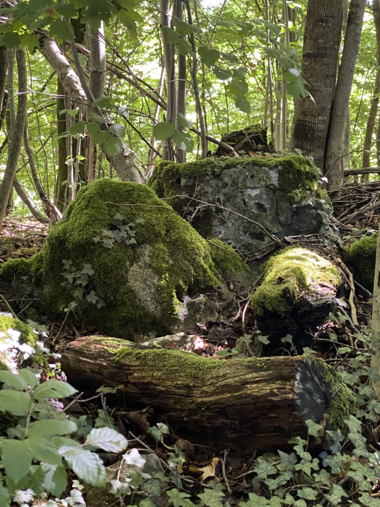 Einen Blick in den Wald mit viel Moos an Steinen und Bäumen im Hintergrund
